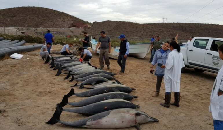 21 dolphins dead, several washed up on Mexico beach 21 dolphins dead, several washed up on Mexico beach