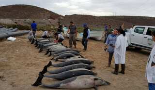 21 dolphins dead, several washed up on Mexico beach