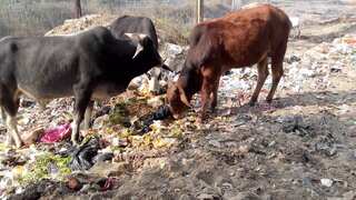 Opinion: What happens when a cow consumes plastic?