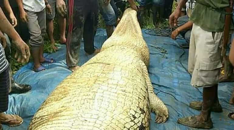 Indonesia: Human limbs found inside 20-foot long crocodile Indonesia: Human limbs found inside 20-foot long crocodile