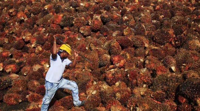 India's tax hike to slash palm oil imports, boost soy oil, sunflower oil buying India's tax hike to slash palm oil imports, boost soy oil, sunflower oil buying