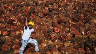 New Singapore exchange kicks off trading with palm oil futures