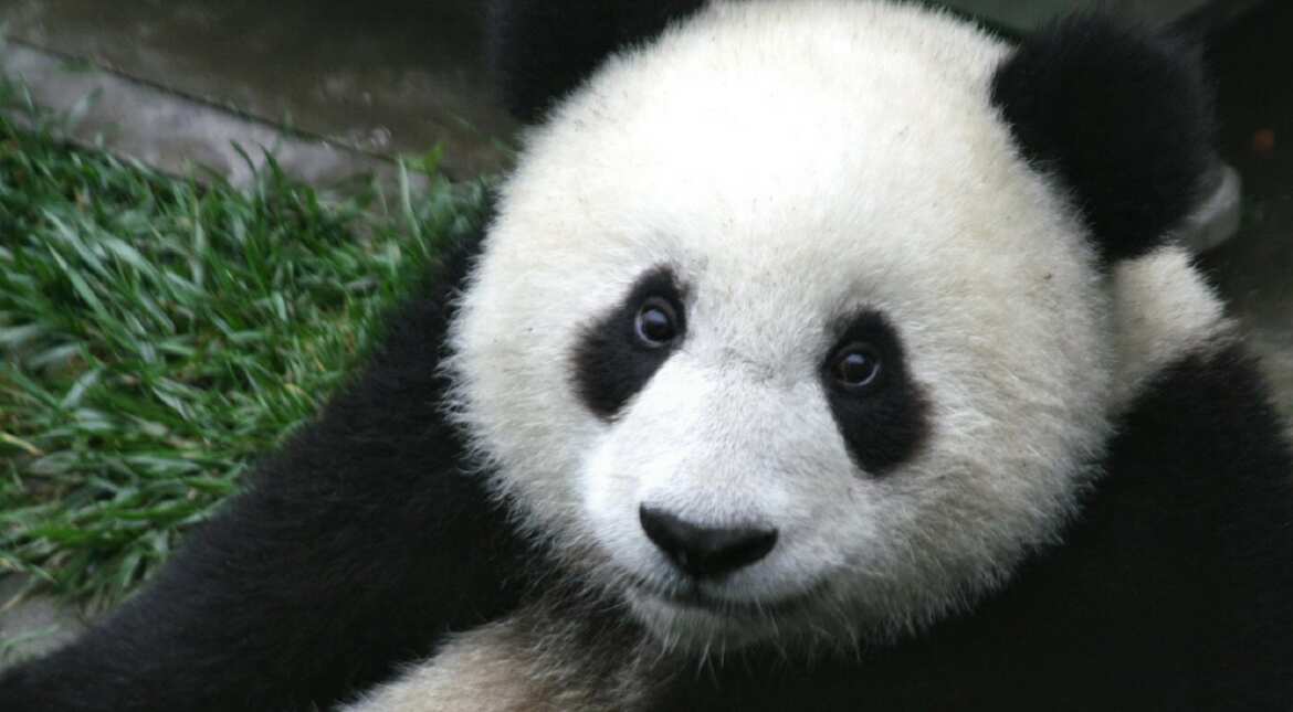 China to get massive panda park China to get massive panda park
