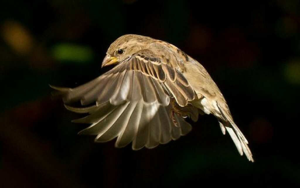 79 per cent decline in Indian species of birds: Study
