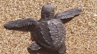 Olive Ridley turtles back at Mumbai beach after 20 years
