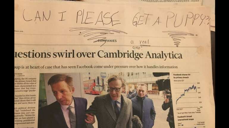 Little girl uses Cambridge Analytica scandal to get puppy Little girl uses Cambridge Analytica scandal to get puppy