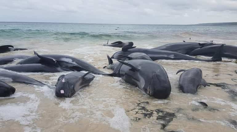 Japan announces IWC withdrawal, will resume commercial whaling Japan announces IWC withdrawal, will resume commercial whaling