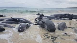 Why do whales commit suicide? Answer may be sonar