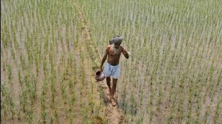 Heavy rainfall causes severe damage to crops Heavy rainfall causes severe damage to crops