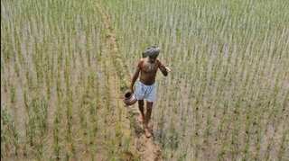 Heavy rainfall causes severe damage to crops