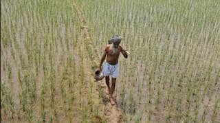 Thunderstorm: Farmers suffer loss of mango crop in northern India