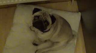 UK court penalises man who uploaded video of pug giving Nazi salutes on YouTube