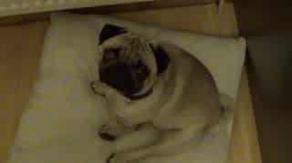 UK court penalises man who uploaded video of pug giving Nazi salutes on YouTube