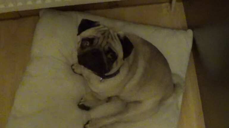 UK court penalises man who uploaded video of pug giving Nazi salutes on YouTube
