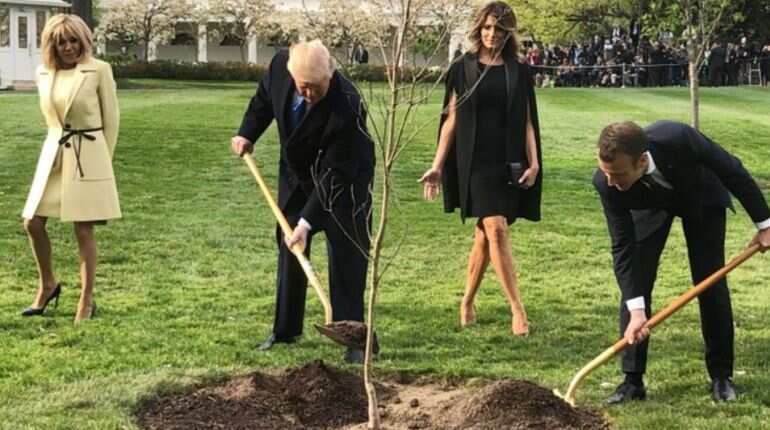 Why Trump got Macron's plant removed from White House grounds Why Trump got Macron's plant removed from White House grounds