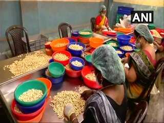 Kerala: Crisis-ridden cashew industry leaves lakhs of workers jobless