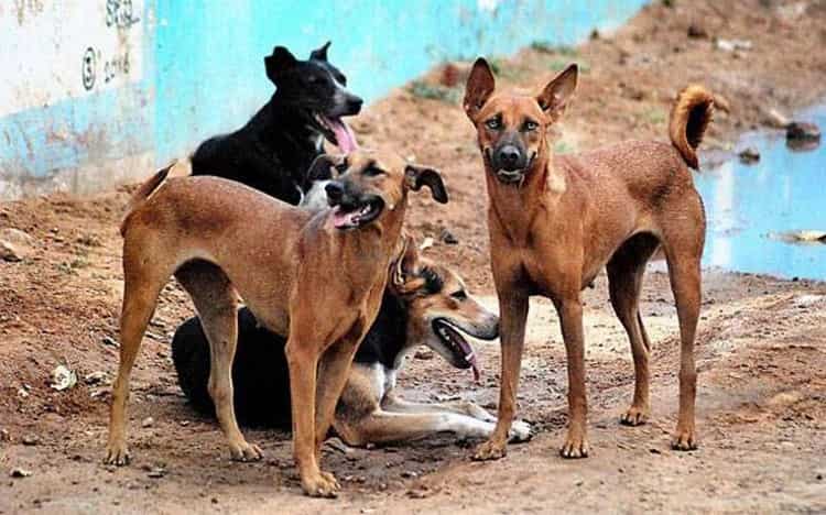 UP: 12-year-old Sitapur girl dead in dog attack, 13th such incident in six months UP: 12-year-old Sitapur girl dead in dog attack, 13th such incident in six months