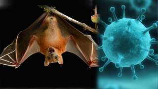 Nipah outbreak suspected in India's Kerala, health minister convenes high-level meet