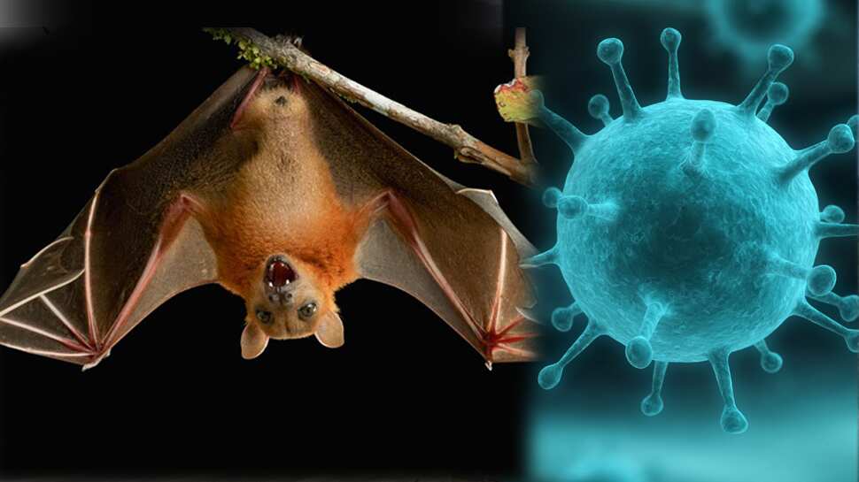Nipah virus: How it spreads, past outbreaks, what to watch out for