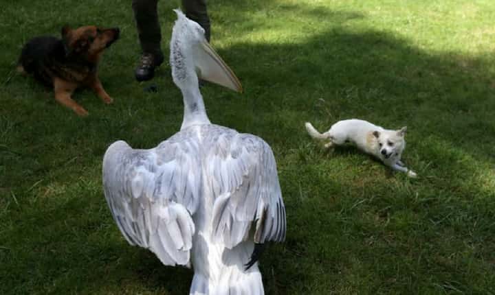 Dalmatian Pelicans