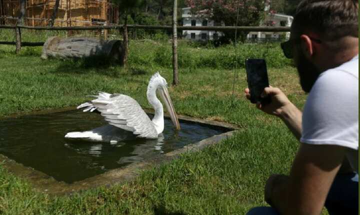 Dalmatian Pelicans