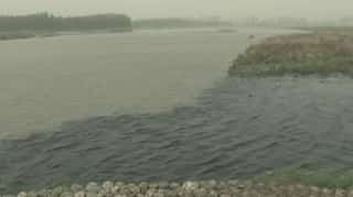 Punjab: Water in Buddha Nulla stream turns black due to pollution