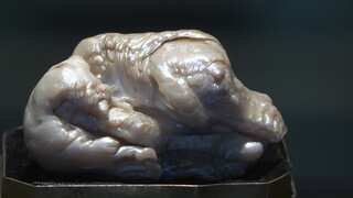 World's largest known freshwater pearl to be auctionned in The Hague
