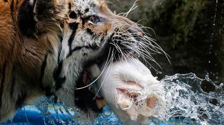 Animals beat the heat