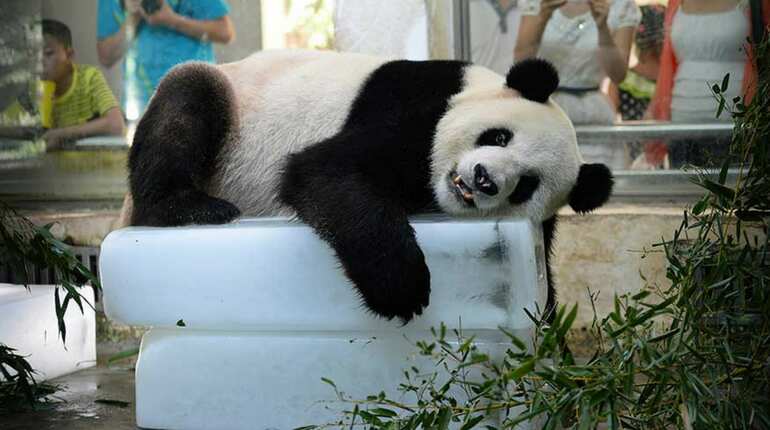 Animals beat the heat