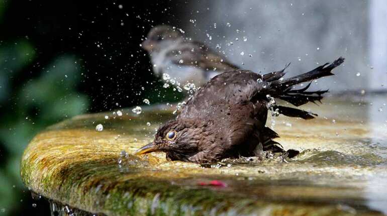 Animals beat the heat