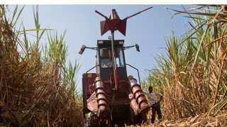 Australian sugar production faces delays due to strikes and heavy rainfall