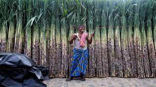 Government unveils measures to help sugar mills, woo farmers