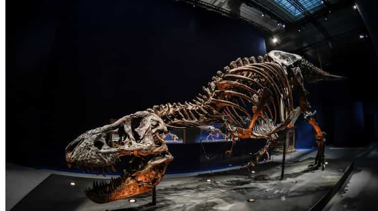 T Rex viewed at the Botanical garden gallery