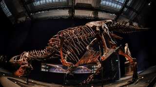 Researchers find distant relative of T-Rex in Argentina