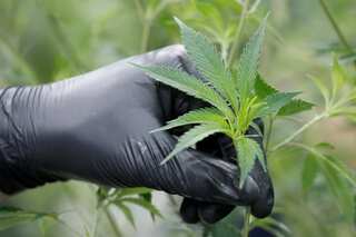Virginia governor signs bill to legalise marijuana possession from July 1