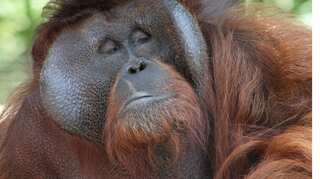 Watch: Heartbreaking viral video shows Orangutan trying to save its home in Indonesia