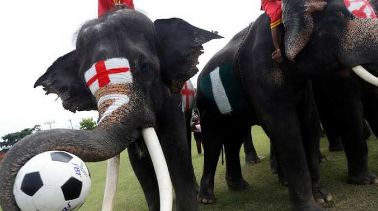 Football gambling is big business in Thailand