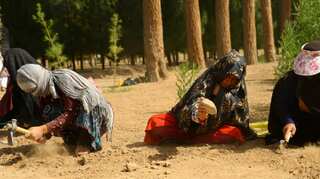 How Afghanistan's urban gardens are changing women's lives