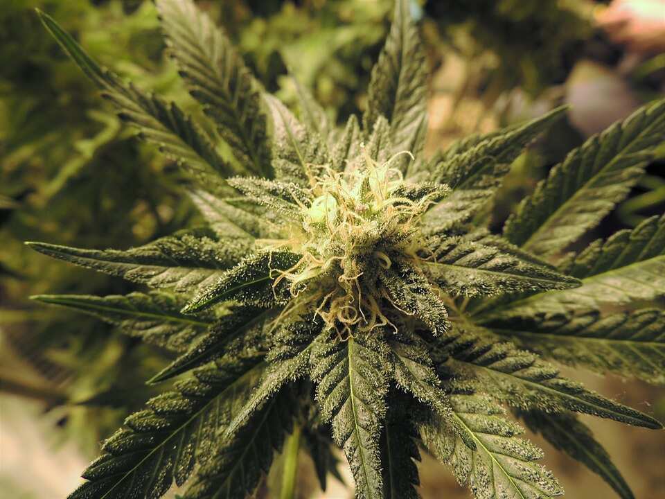 Canada makes final preparations before cannabis becomes legal Canada makes final preparations before cannabis becomes legal