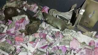 Rat breaches bank ATM in India, eats $18,000 worth of cash