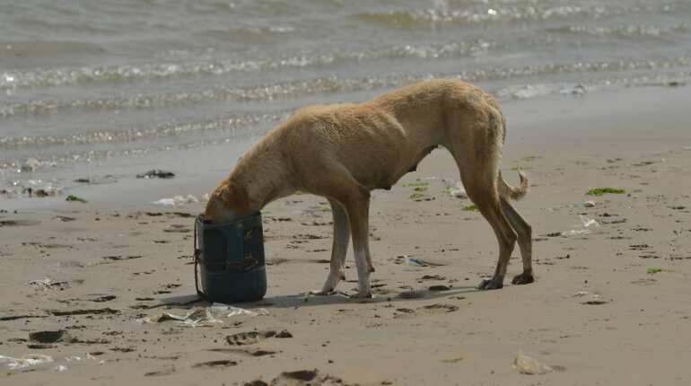 Running from prejudice, canines find shelter on Pakistan's 'islands of dogs'