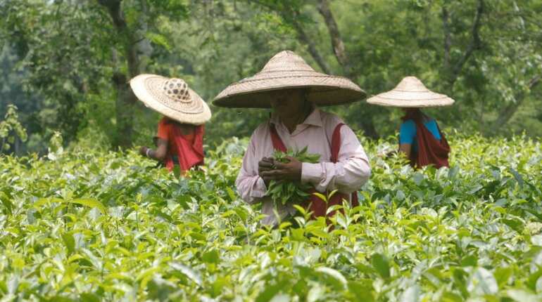 India's May tea output drops 9.5 per cent year-on-year: Board India's May tea output drops 9.5 per cent year-on-year: Board