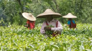 West Bengal: Unaware of 'paid leave' concept on polling day, tea garden workers lose day's pay 