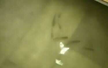 Watch: After heavy rains, fish swim into Bihar hospital ICU