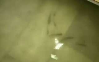 Watch: After heavy rains, fish swim into Bihar hospital ICU