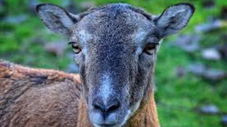 Haryana: Police arrest 8 men for raping pregnant goat Haryana: Police arrest 8 men for raping pregnant goat