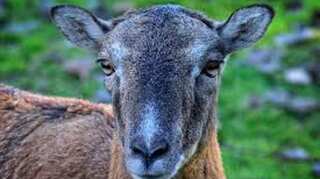 Haryana: Police arrest 8 men for raping pregnant goat