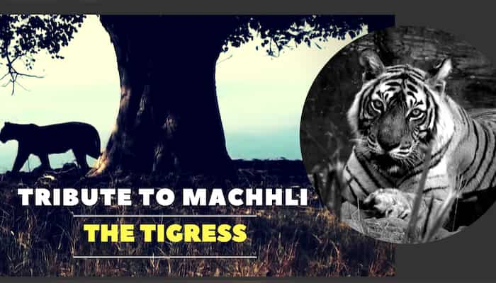 Queen of Ranthambore: Machali