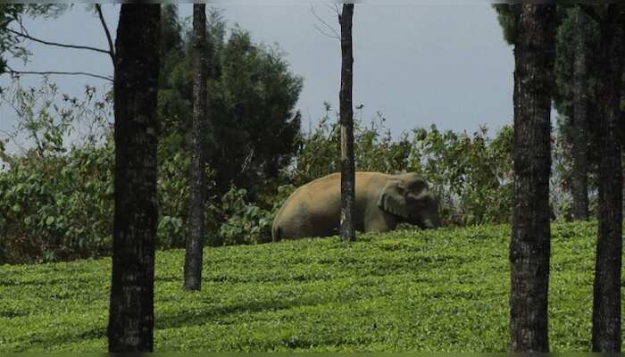 Shrinking habitats lead to human-animal conflict (World is 1 degree)