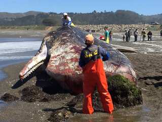 Sharp rise in whale, dolphin stranding deaths in India